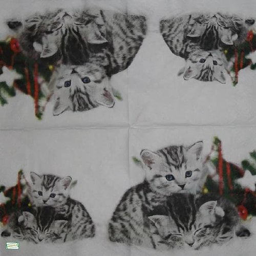 2 serviettes papier - chats -51
