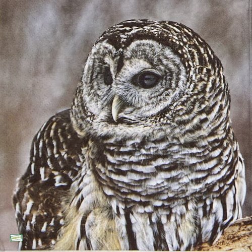 2 serviettes papier - oiseaux-153