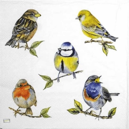 2 serviettes papier - oiseaux-20