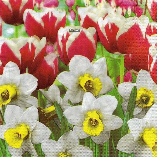 2 serviettes papier - tulipes jonquilles -48