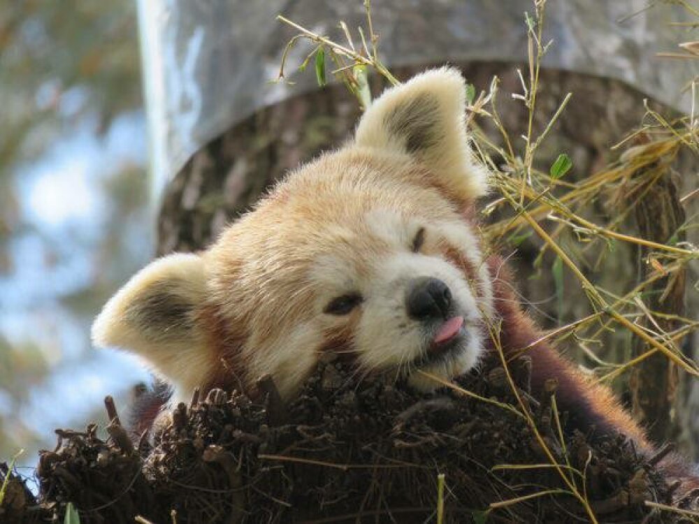 Set De Table Photo Original Plastifie Semi Rigide Petit Panda Roux Un Grand Marche