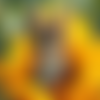 Image numerique "chaton dans une fleur"