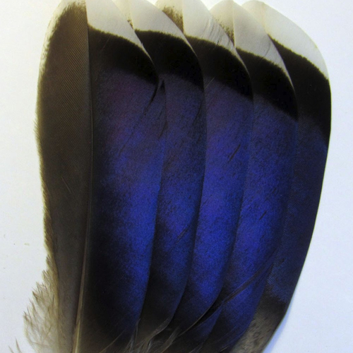 Lot n°10g de 5 très belles plumes naturelles à reflets bleus violets, canard colvert.