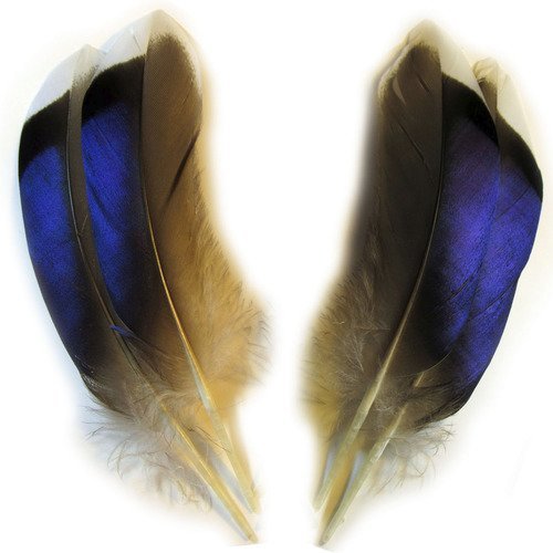 Paires de plumes, lot n°10bis de 4 très belles plumes naturelles à reflets verts bleus violets, canard colvert. 