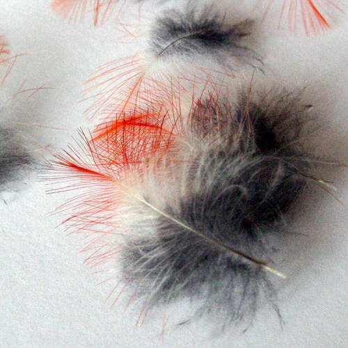 Plumes duvet naturel gris et rouge, lot n°55 minimum de 40 petites plumes. 