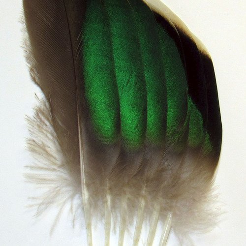 Lot n°12 de 6 très belles plumes naturelles à reflets verts de sarcelle. 