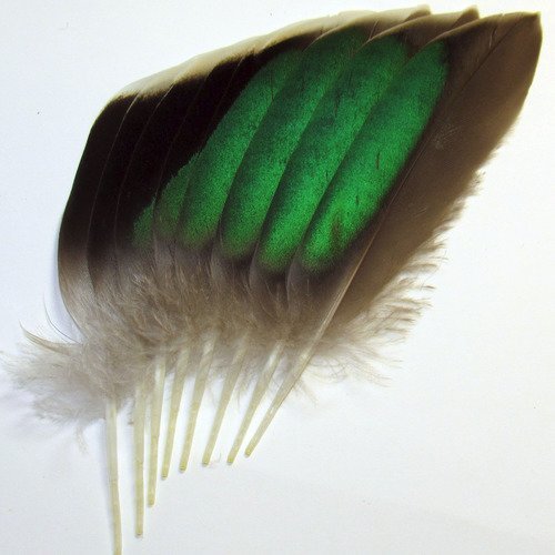 Lot n°11 de 8 très belles plumes naturelles à reflets verts de sarcelle. 
