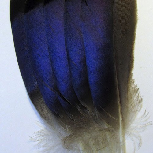 Lot n°10d de 5 très belles plumes naturelles à reflets verts bleus violets, canard colvert. 