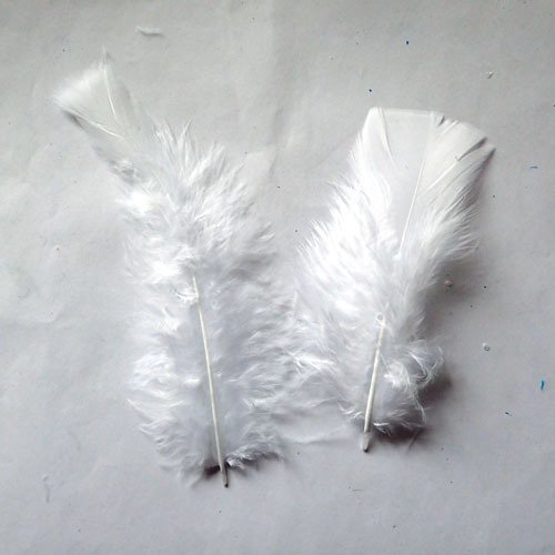 Plumes blanches x 11