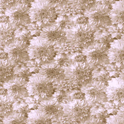 Tissu fleurs dahlias beige 50x80 cm