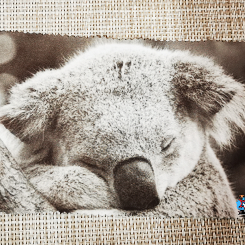 Lingette microfibre - koala