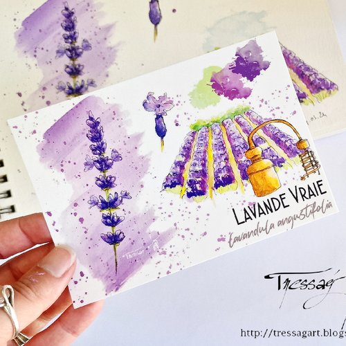 Carte "plantes a parfum" lavandula angustifolia - aquarelle lavande vraie - grasse - carte postale fleur aquarelle - carte illustration