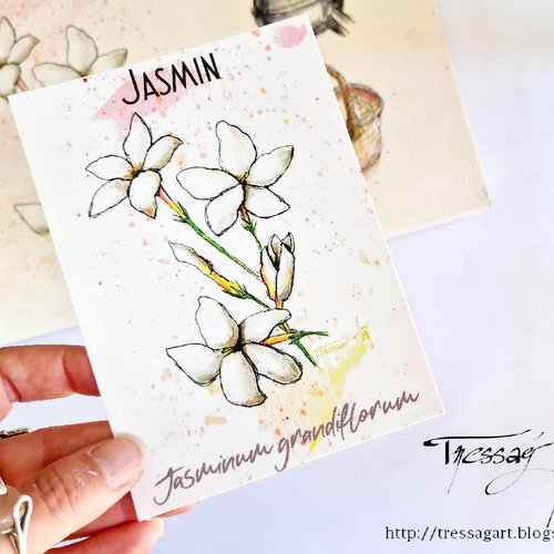 Carte "plantes a parfum" jasminum grandiflorum - aquarelle jasmin - grasse - carte postale fleur aquarelle - carte illustration