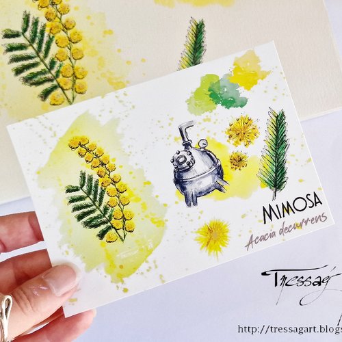 Carte "plantes a parfum" acacia decurrens - aquarelle mimosa - grasse - carte postale fleur aquarelle - carte illustration