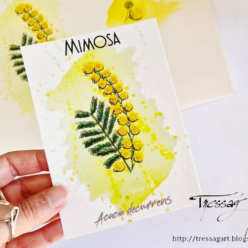 Carte "plantes a parfum" acacia decurrens - aquarelle mimosa - grasse - carte postale fleur aquarelle - carte illustration