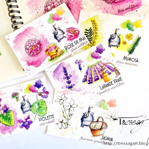 Lot 5 cartes "plantes a parfum" - aquarelle rose lavande mimosa jasmin violette - grasse - carte postale fleur aquarelle - carte illustrée