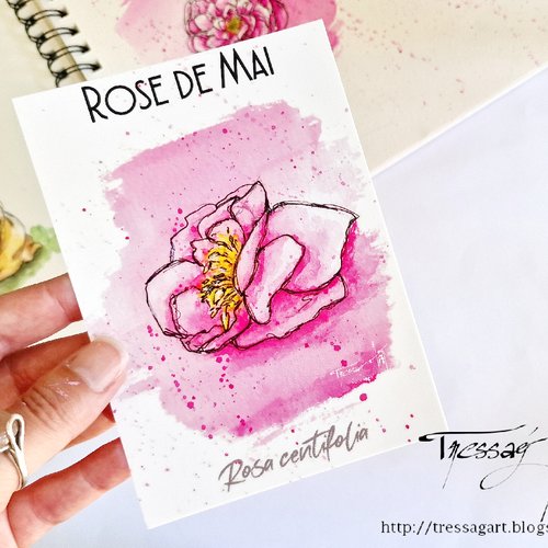 Carte "plantes a parfum" rosa centifolia - aquarelle rose de mai - grasse - carte postale fleur aquarelle - carte illustration