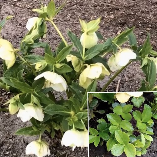 Lot 3 rose de noël couleur blanc (petites jeans plantes) déterrés juste avant envoi.