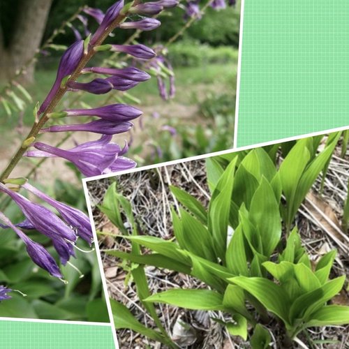 Hosta couleur violet ,parfumés. lot 2 petites resins