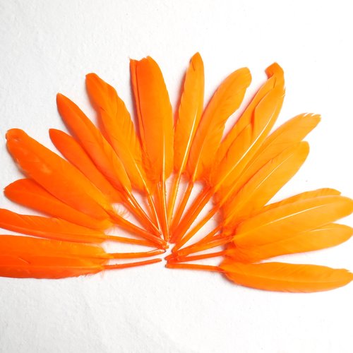 20 plumes oranges 12 à 14 cm