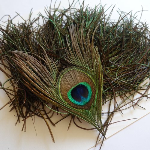 Plume de paon et barbules