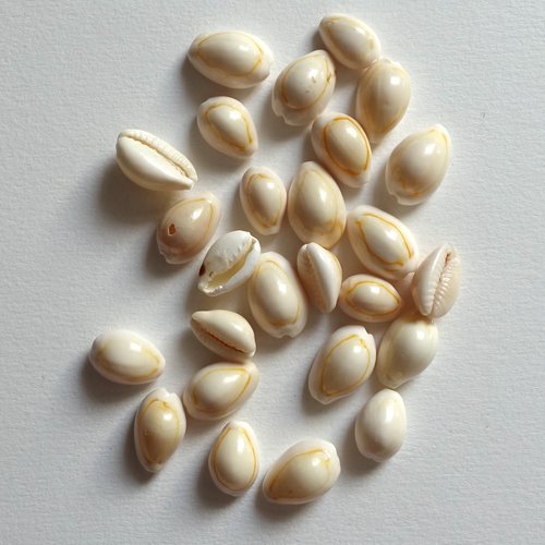 26 coquillages cauris naturels non percés