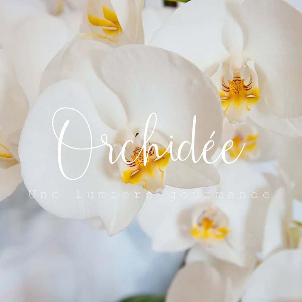 Orchidee Blanche Un Grand Marche