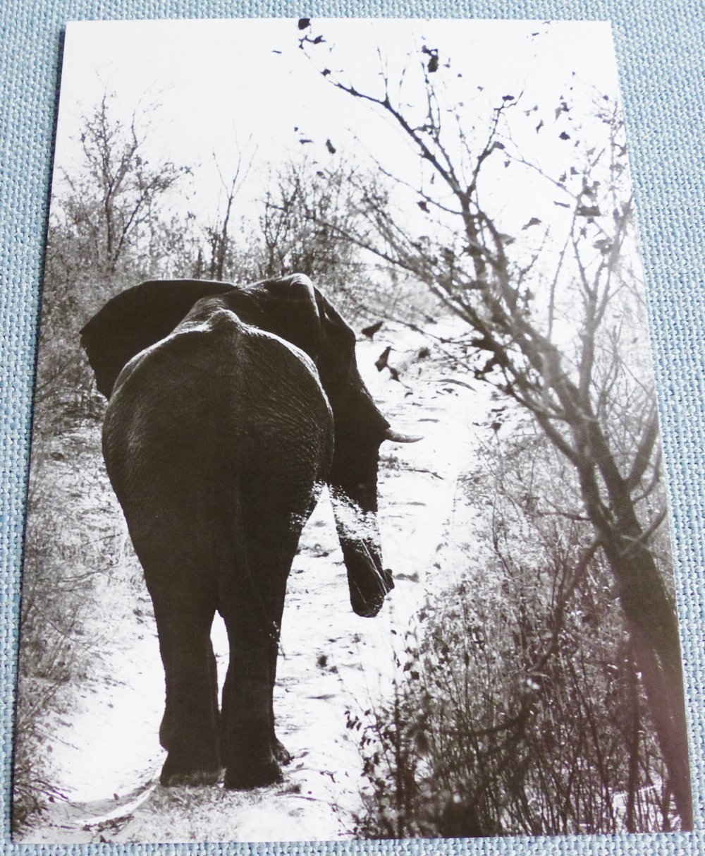 Affiche Carte Elephant Noir Et Blanc 13 X 18 Cm 5 X 7 Pouces A Encadrer Un Grand Marche