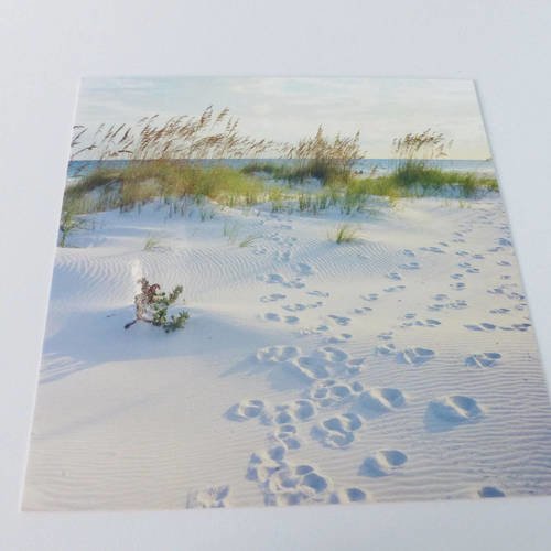 Carte carré plage sable dune trace de pattes végétation dunaire