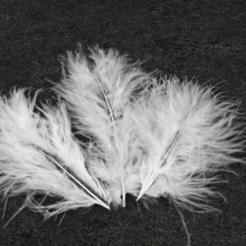 20 plumes décoratives blanche - 10 cm environ.