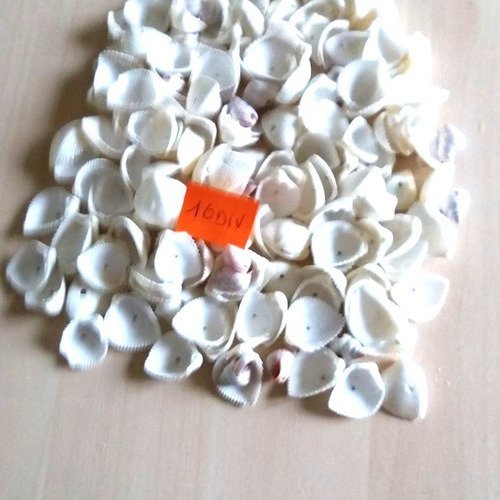 1 lot coquillages blanc percé - 116div