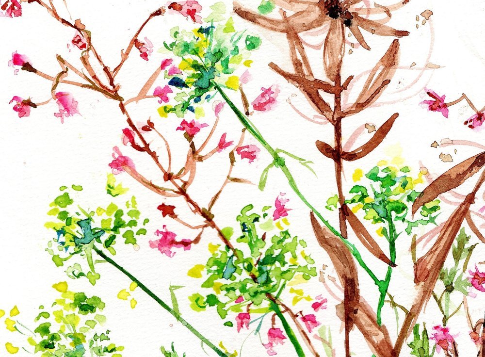 Aquarelle Peinture Tableau Fleur Rose Et Fleurs Des Champs Botanique Pour Sous Verre Un Grand Marche