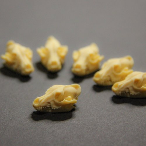 Lot de 6 crânes de loups en résine