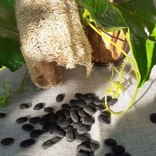 10 graines luffa, loofah, origine france, culture croissance éponge végétale, luffa cylindrica