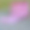 Ruban elastique : vichy rose/blanc 20mm  longueur 100cm 