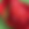 Ruban polyester : rouge motif etoile largeur 25mm longueur 100cm (02)