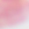 Ruban polyester : rose motif etoile largeur 25mm  longueur 100cm (01)