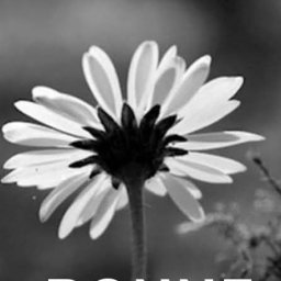Photo Nicolet E.