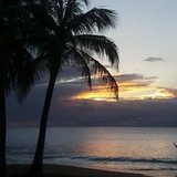 Graines 971 bord de mer