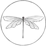 Origine