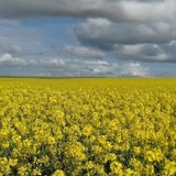 Aiguilles et ptipoints