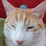 Pépettes et paulettes