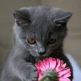 Risettes et gazouillis