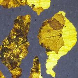 Le bruit des feuilles