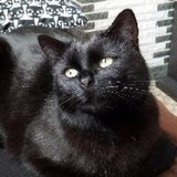 La bobine de monsieur chat