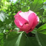 mercerie RoseFloriane