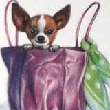 Un-dressing-pour-mon-chien