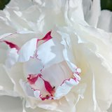 Marie Merlet Créations