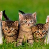 L'atelier de croc croc