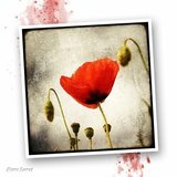 Marc loret photographie